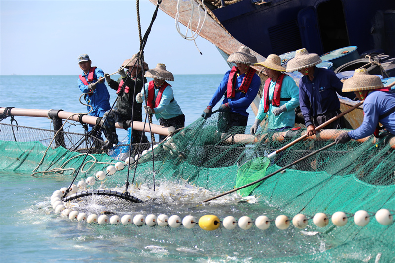 Hainan : une récolte abondante d'aquaculture en cages en eau profonde à Sanya