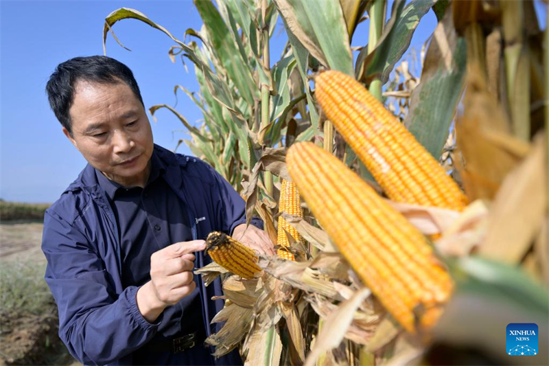 Yang Guoping vérifie le maïs planté dans des champs salins-alcalins de la région autonome Hui du Ningxia (nord-ouest de la Chine), le 12 octobre 2024. (Photo / Xinhua)