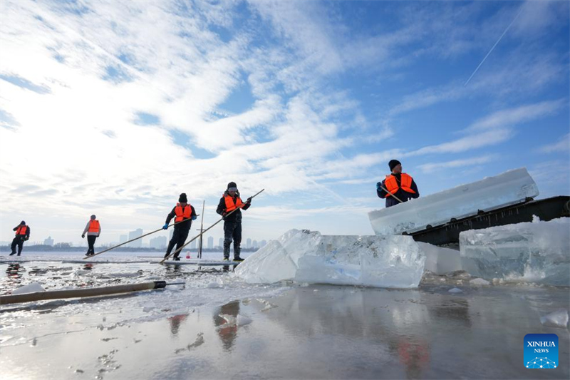 Heilongjiang : la saison de collecte de glace a commencé à Harbin