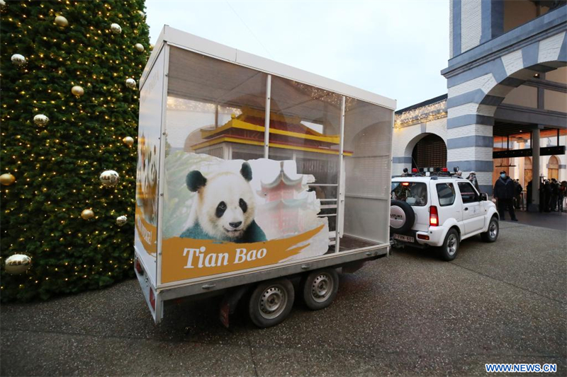 Trois pandas géants quittent la Belgique pour la Chine