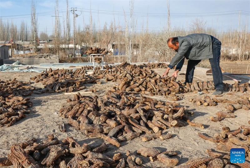 Xinjiang : comment un projet de contrôle du désert au Xinjiang améliore la vie des agriculteurs