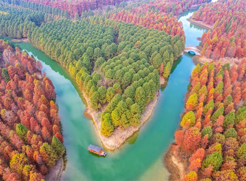 Jiangsu : la magnifique forêt de métaséquoias colorés de Suqian