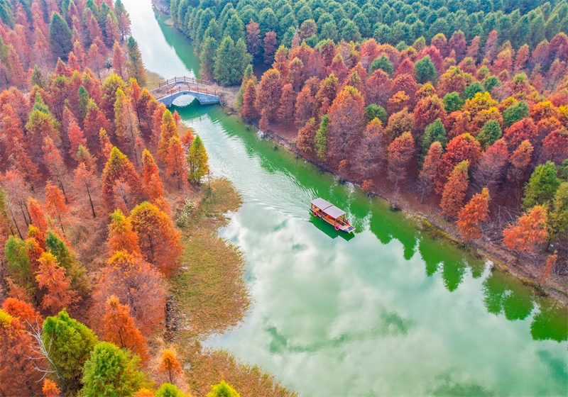 Jiangsu : la magnifique forêt de métaséquoias colorés de Suqian