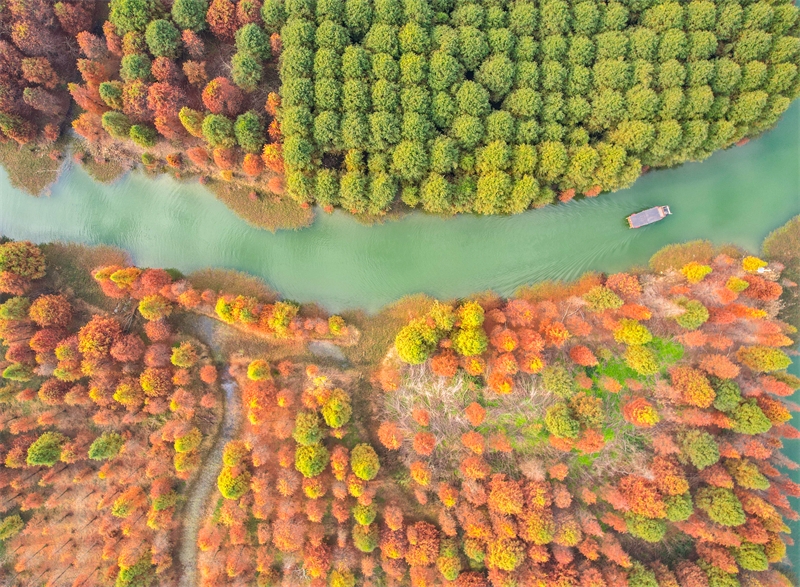 Jiangsu : la magnifique forêt de métaséquoias colorés de Suqian