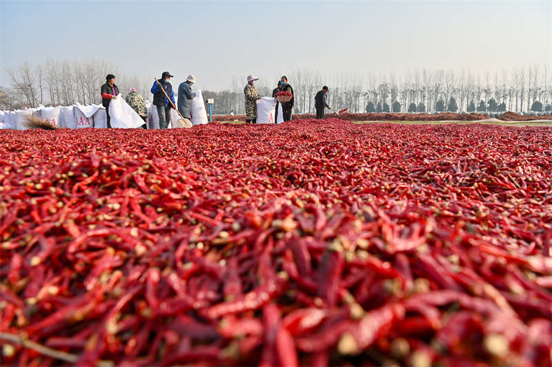 Des membres du personnel emballent des commandes de piments sur le point d'être expédiées, dans le village de Youhe du canton de Gucheng, à Bozhou, dans la province de l'Anhui (est de la Chine), le 11 décembre 2024. (Photo / Pic.people.com.cn)