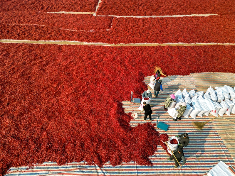 Anhui : l'emballage des commandes de piments à Bozhou