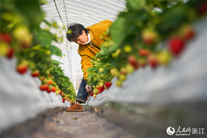 Zhejiang : une cueillette de fraises chargée à Ningbo