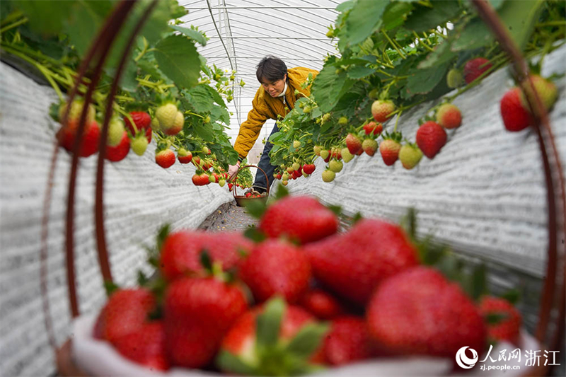 Zhejiang : une cueillette de fraises chargée à Ningbo