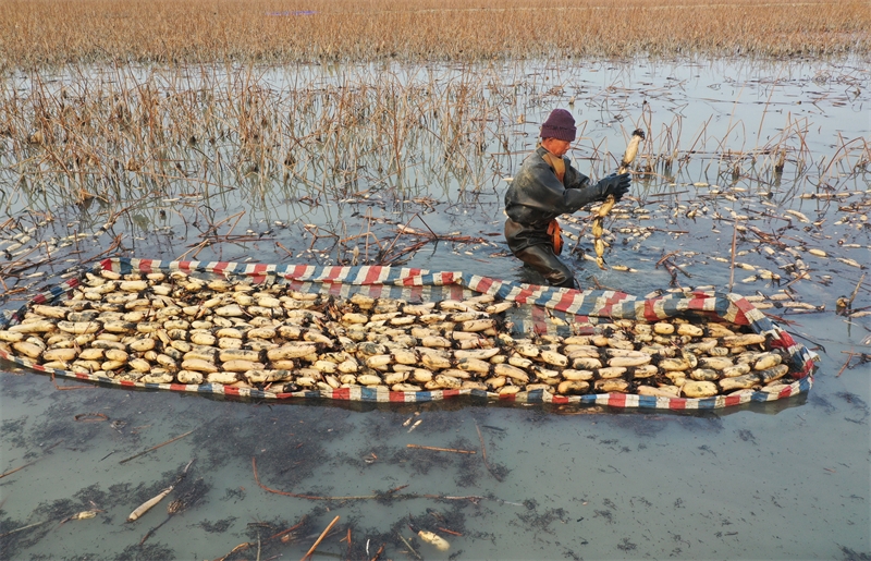 Anhui : la récolte et l'excavation de racines de lotus à Mengcheng pour approvisionner le marché