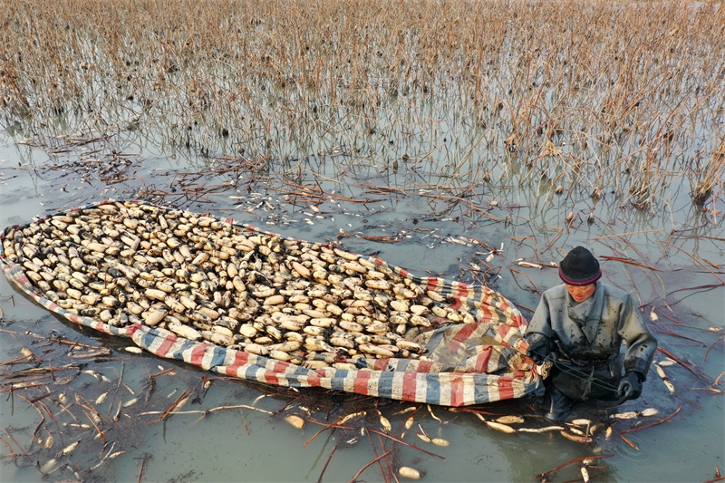 Anhui : la récolte et l'excavation de racines de lotus à Mengcheng pour approvisionner le marché