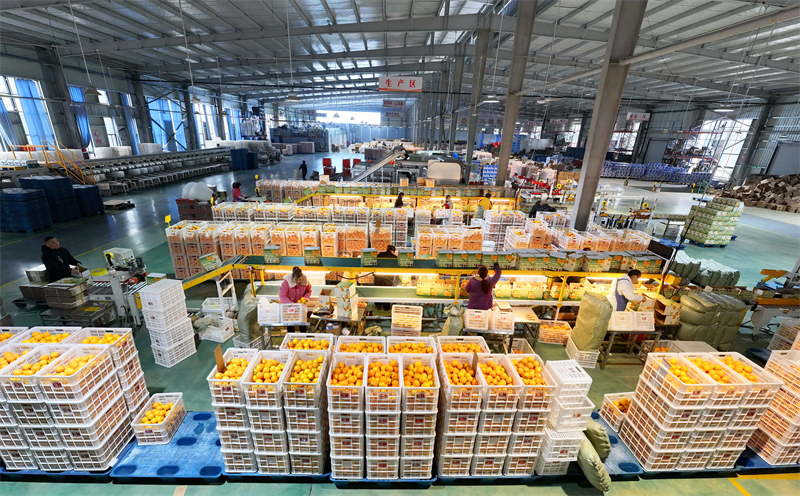 Hubei : les exportations d'oranges fraîches de Zigui battent leur plein