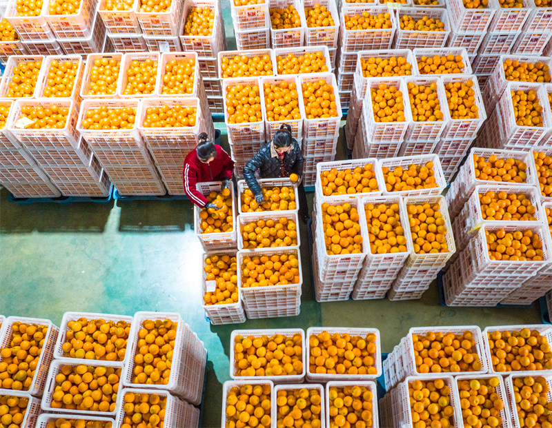 Hubei : les exportations d'oranges fraîches de Zigui battent leur plein