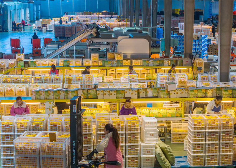 Hubei : les exportations d'oranges fraîches de Zigui battent leur plein