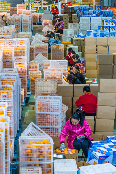 Hubei : les exportations d'oranges fraîches de Zigui battent leur plein