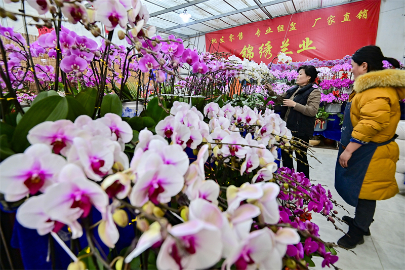 Shandong : à l'approche du Nouvel An, les ventes de fleurs battent leur plein à Qingzhou