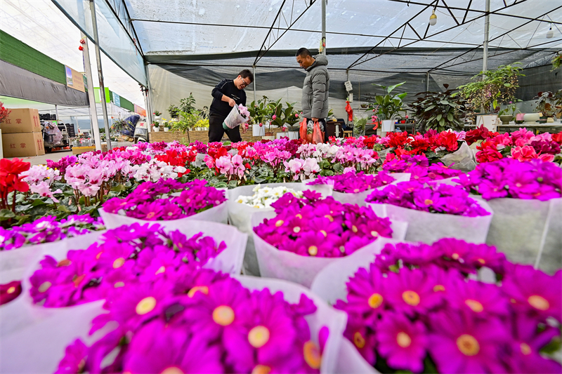 Shandong : à l'approche du Nouvel An, les ventes de fleurs battent leur plein à Qingzhou