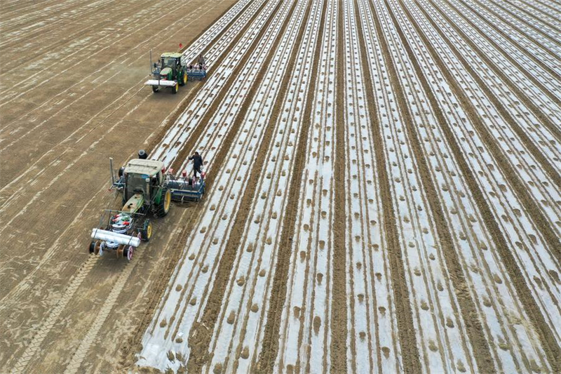 Photo prise par drone de machines à semer autonomes travaillant dans les champs du district d'Awat, à Asku, dans la région autonome ouïgoure du Xinjiang (nord-ouest de la Chine), le 27 mars 2024. (Photo : Ding Lei)