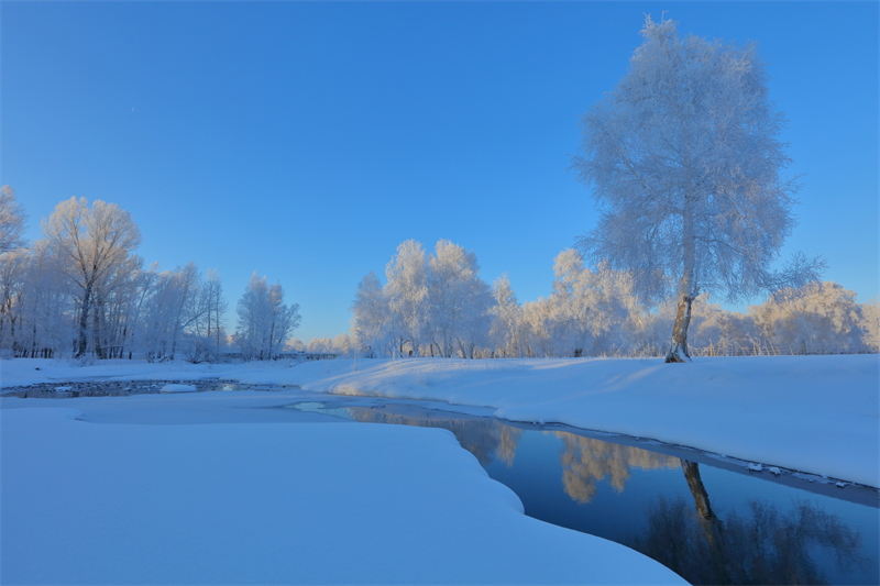 Xinjiang : un magnifique paysage de givre apparaît dans le Parc forestier national de la forêt de Baihua à Habahe