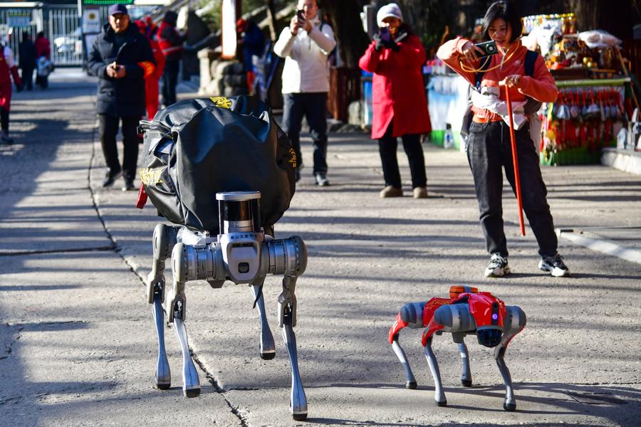 Des chiens robots effectuent un test, dans le mont Tai, à Tai'an, dans la province chinoise du Shandong (est), le 30 décembre 2024. (Photo : Zhu Zheng)