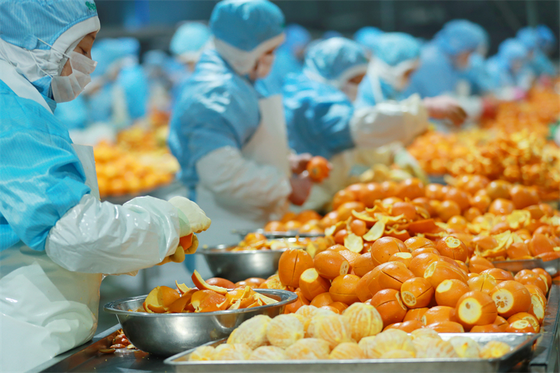 Hubei ：le traitement des oranges navel bat son plein à Yichang