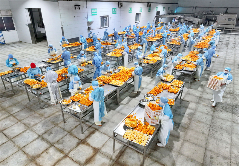 Hubei ：le traitement des oranges navel bat son plein à Yichang