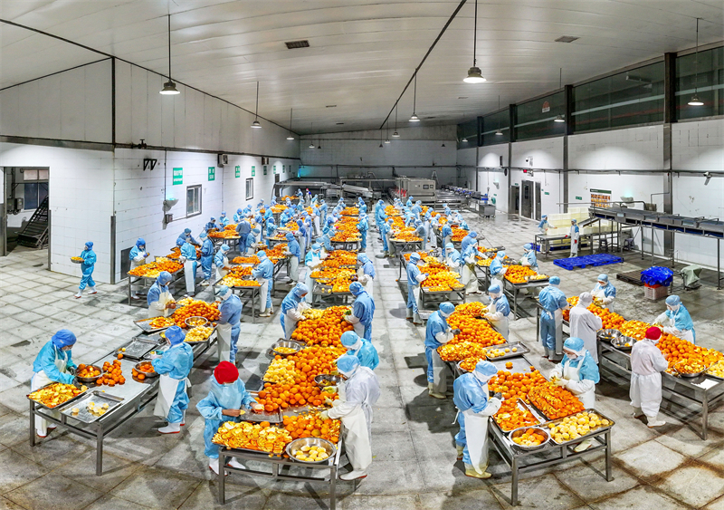 Hubei ：le traitement des oranges navel bat son plein à Yichang