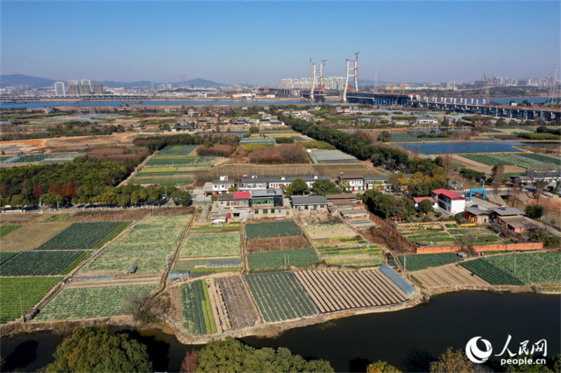 Jiangxi : la luxuriante verdure de la base de légumes de Nanchang