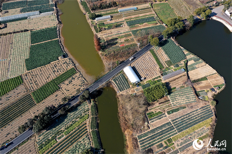 Jiangxi : la luxuriante verdure de la base de légumes de Nanchang