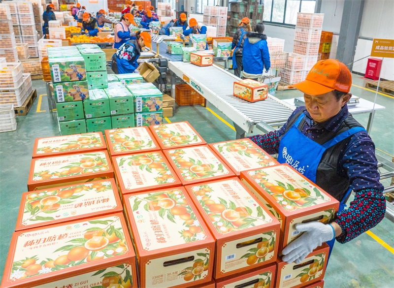 Hubei : la vente d'oranges fraîches bat son plein à Zigui