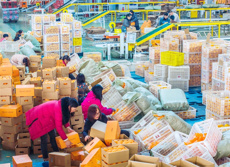 Hubei : la vente d'oranges fraîches bat son plein à Zigui