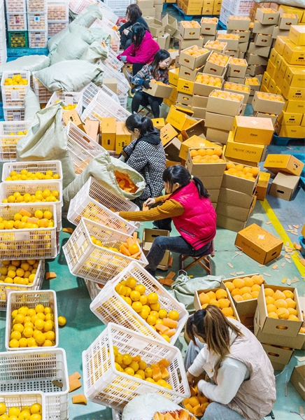 Hubei : la vente d'oranges fraîches bat son plein à Zigui