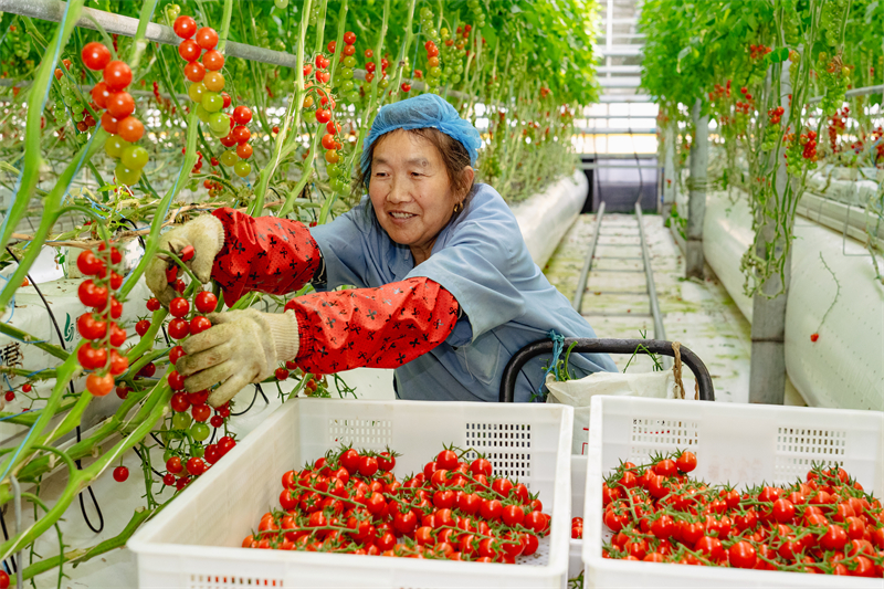 Jiangsu : la construction d'une agriculture écologique intelligente à Zhangjiagang