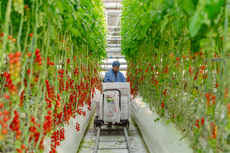 Jiangsu : la construction d'une agriculture écologique intelligente à Zhangjiagang