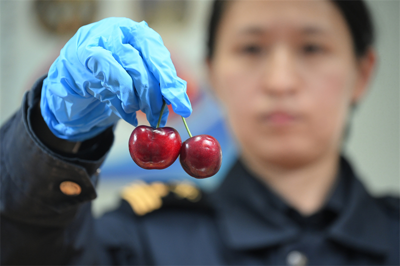 Comment les cerises du Chili bénéficient des grandes opportunités du marché ouvert de la Chine