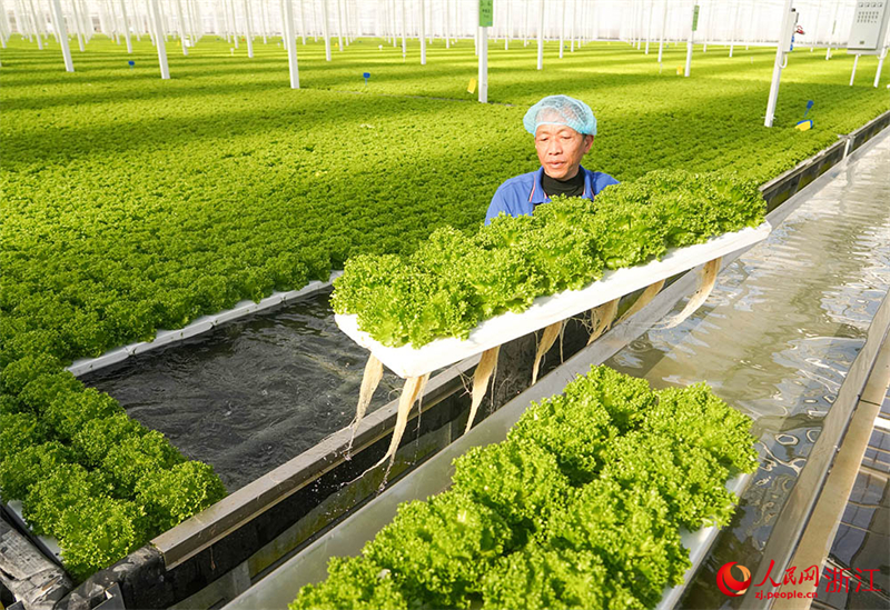 Zhejiang : à Jiaxing, l'agriculture intelligente assure la fourniture de « paniers de légumes » bio