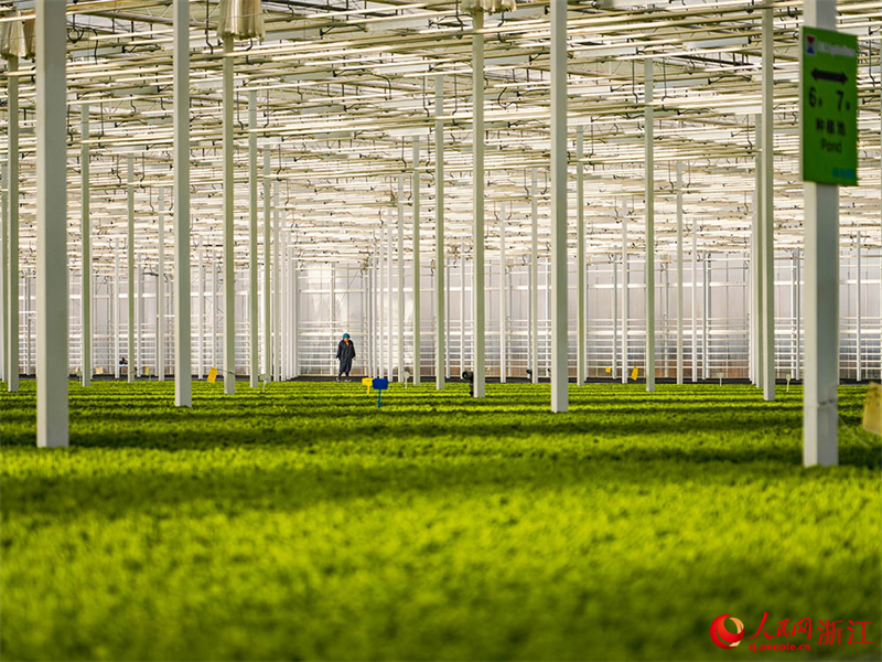 Zhejiang : à Jiaxing, l'agriculture intelligente assure la fourniture de « paniers de légumes » bio