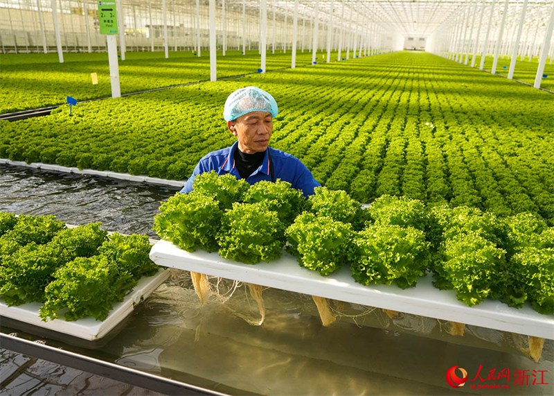 Zhejiang : à Jiaxing, l'agriculture intelligente assure la fourniture de « paniers de légumes » bio