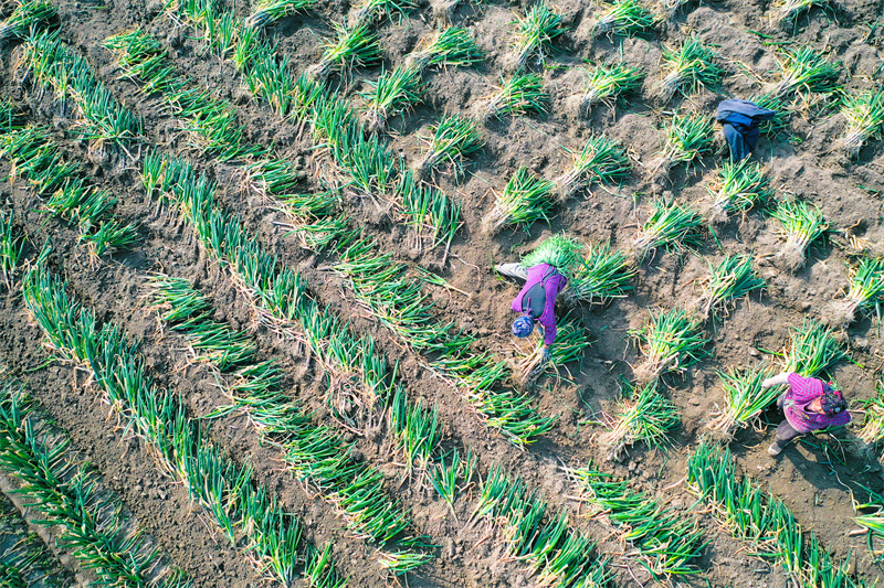 Jiangsu : les agriculteurs se préparent pour les travaux agricoles du début de printemps à Rugao