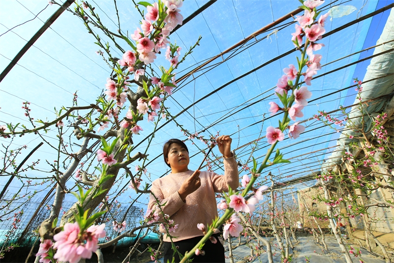 Gansu : à Jiayuguan, les travaux agricoles battent leur plein au début du printemps