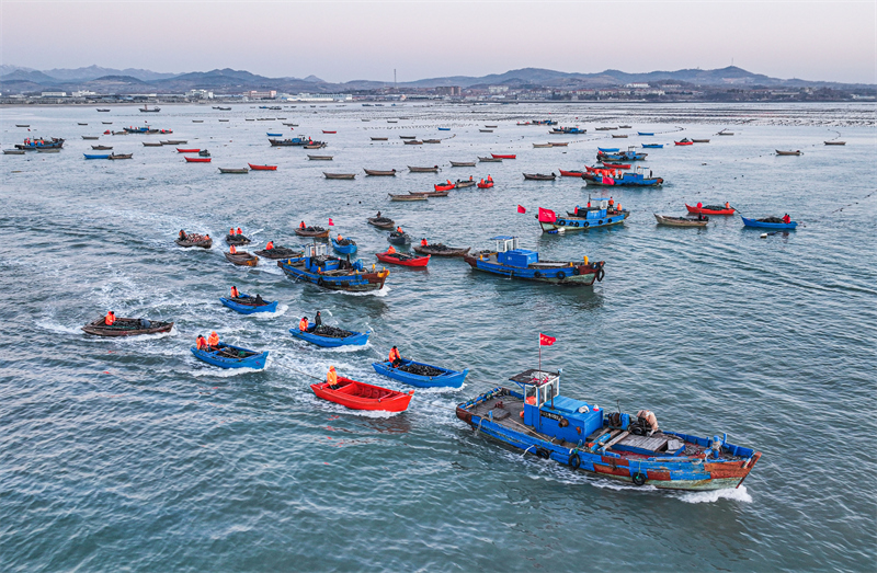 Shandong : les opérations d'aquaculture en mer battent leur plein à Rongcheng