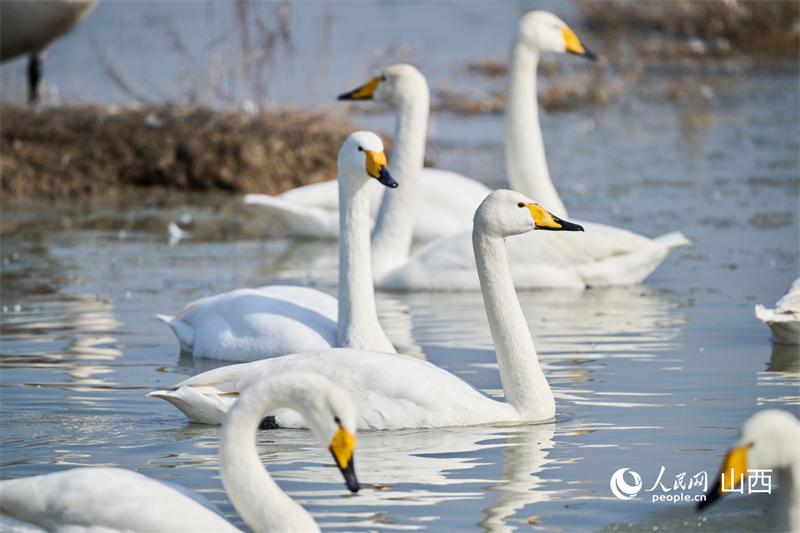 Shanxi : les zones humides du lac salé de Yuncheng, un paradis hivernal pour les oiseaux migrateurs