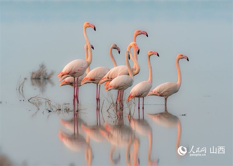 Shanxi : les zones humides du lac salé de Yuncheng, un paradis hivernal pour les oiseaux migrateurs