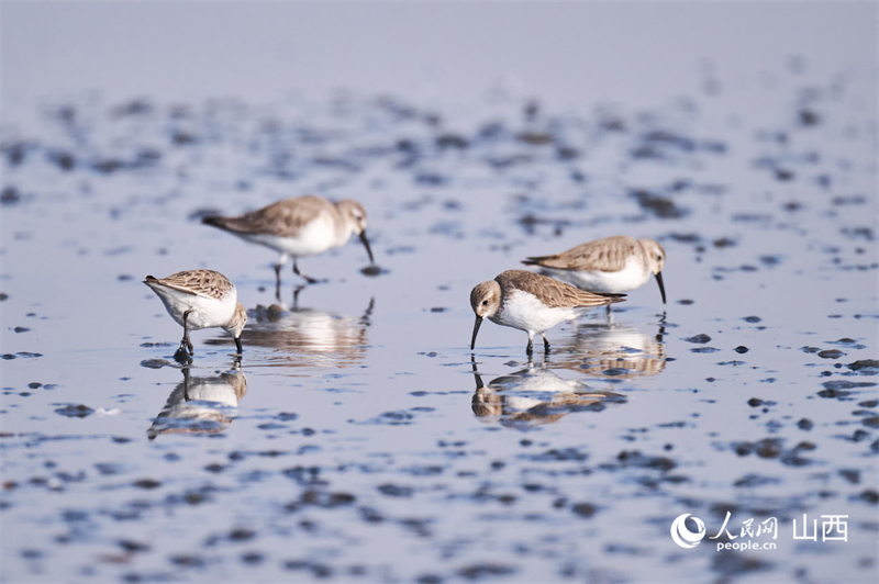 Shanxi : les zones humides du lac salé de Yuncheng, un paradis hivernal pour les oiseaux migrateurs