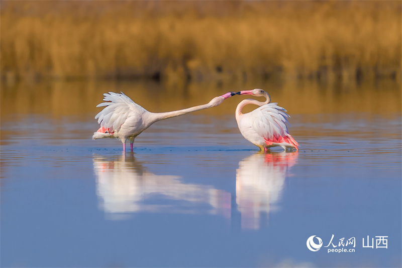 Shanxi : les zones humides du lac salé de Yuncheng, un paradis hivernal pour les oiseaux migrateurs