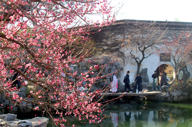 Jiangsu : avec l'arrivée du printemps, les pruniers fleurissent à Suzhou