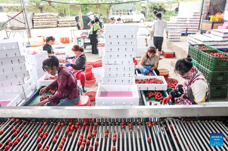 Hainan : une riche récolte de tomates cerises dans le comté de Ding'an