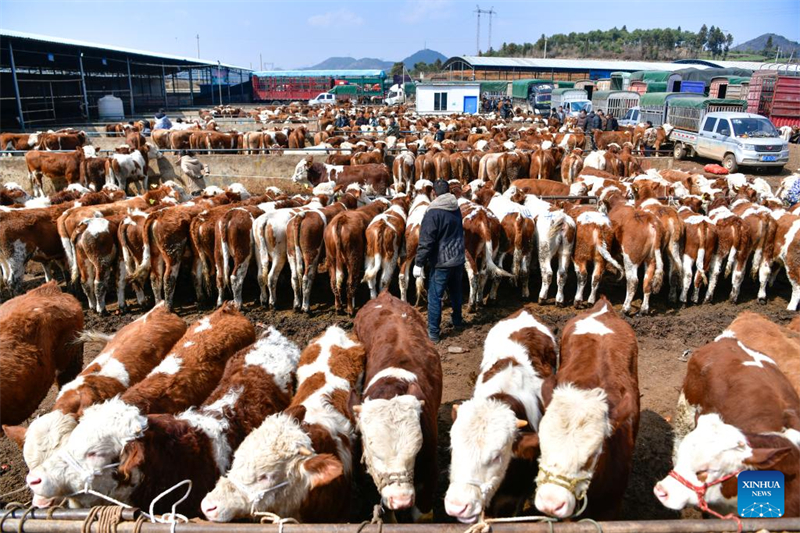 Guizhou : le marché au bétail de Weining entre dans sa saison de pointe