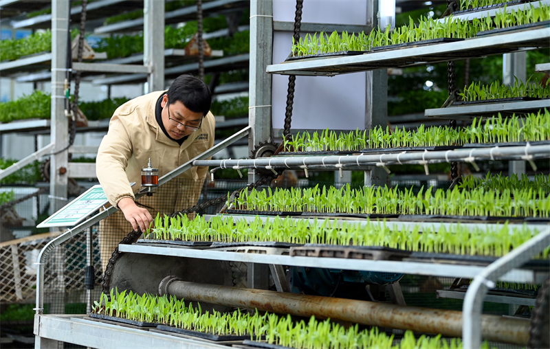 Sichuan : la préparation des semis pour les labours de printemps à Peng'an