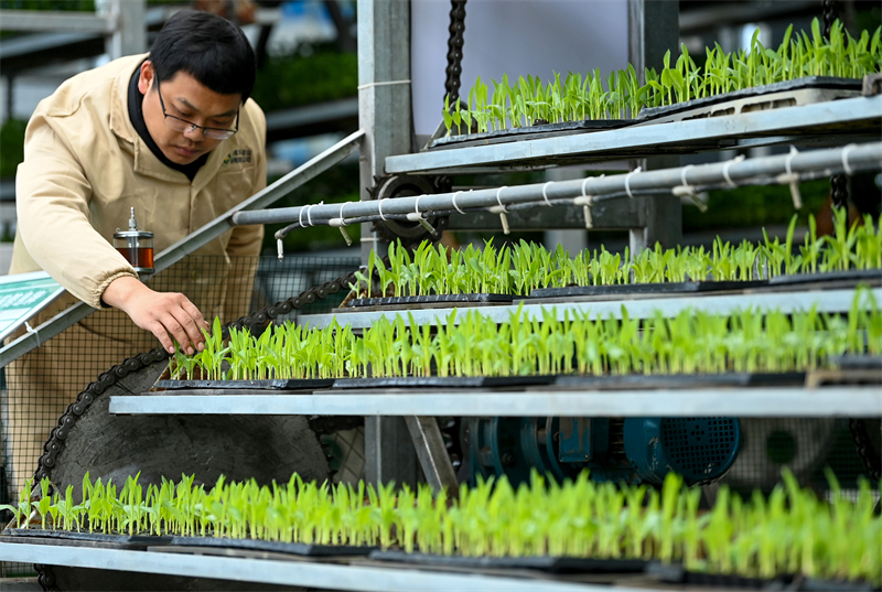 Sichuan : la préparation des semis pour les labours de printemps à Peng'an