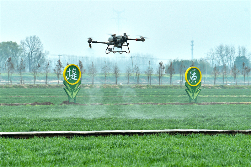 Anhui : la fertilisation par drone des champs de blé à Tongling